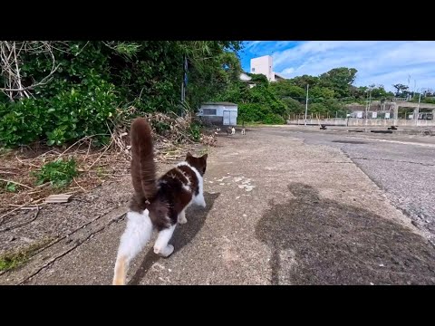 港で出会った猫について行ったら…まさかの家族総出でお出迎えされた(YouTube)