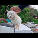 白猫地帯に行くとここの白猫たちの中で唯一撫でられる猫ちゃんがハウスの上に座っていたのでナデナデしてきた(YouTube)