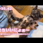 きもちえ～にょ～  いつまでやるんかなぁ  ゴミ箱に棄てられたキンと訳ありで保護されたクリ Day35,42  2026 05 21 2(YouTube)