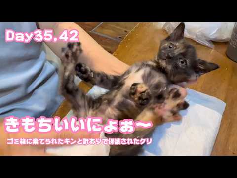 きもちえ～にょ～  いつまでやるんかなぁ  ゴミ箱に棄てられたキンと訳ありで保護されたクリ Day35,42  2026 05 21 2(YouTube)