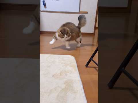 一往復半(YouTube)