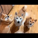 柴犬ハチ家のライブ配信（特別ゲストがいます）(YouTube)