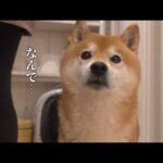 柴犬はこの日散歩に行けませんでした(YouTube)
