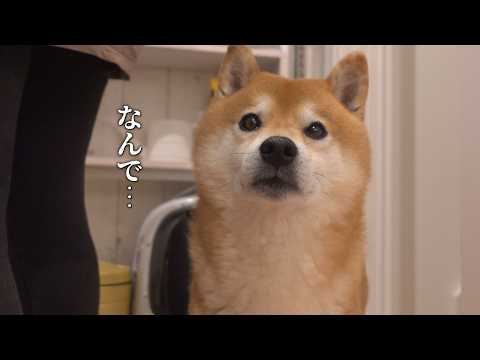 柴犬はこの日散歩に行けませんでした(YouTube)