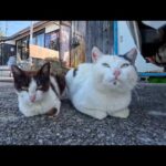 【今週の感動猫動画 2026/6/1w】今週撮った未公開猫動画まとめて公開-unreleased video of this week(YouTube)