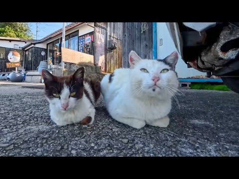 【今週の感動猫動画 2026/6/1w】今週撮った未公開猫動画まとめて公開-unreleased video of this week(YouTube)