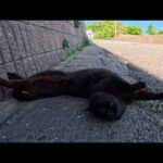 道路脇で寝ていた黒猫を撫でたら…ゴロゴロ転がって甘え始めた姿が可愛すぎた(YouTube)
