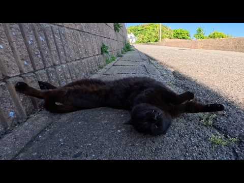 道路脇で寝ていた黒猫を撫でたら…ゴロゴロ転がって甘え始めた姿が可愛すぎた(YouTube)