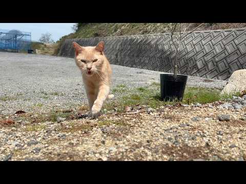 脱走してすぐ帰って来る猫(YouTube)