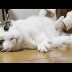 「俺は歩かん」断固反対を貫く太猫(YouTube)