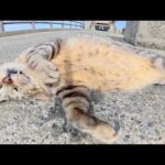 キジトラ猫をモフっていたら牙とお腹を出したまま眠ってしまった(YouTube)