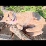 無防備にお昼寝していた茶トラ猫が寝ボケて木をかじるw(YouTube)