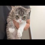 玄関から脱走しようとして捕まったもちの反応が可愛すぎました…笑(YouTube)