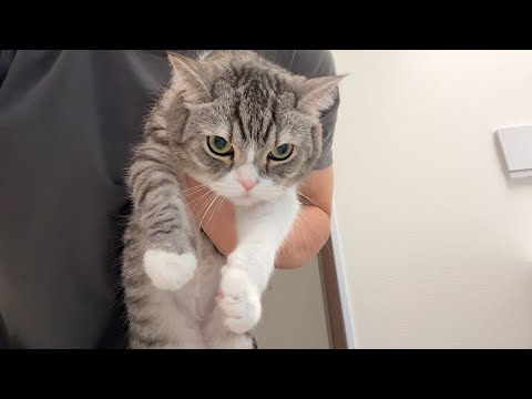 玄関から脱走しようとして捕まったもちの反応が可愛すぎました…笑(YouTube)