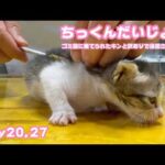 チックンもだいじょうぶだからね  ゴミ箱に棄てられたキンと訳ありで保護されたクリ  Day20,27   2026 05 06 2(YouTube)
