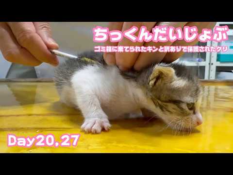 チックンもだいじょうぶだからね  ゴミ箱に棄てられたキンと訳ありで保護されたクリ  Day20,27   2026 05 06 2(YouTube)