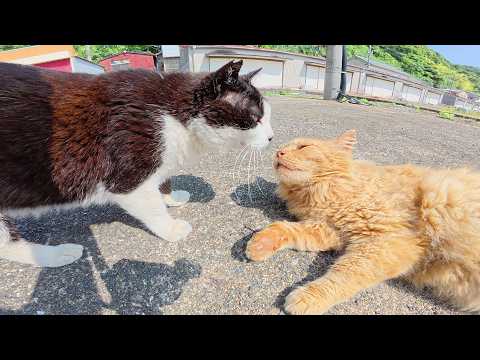 ライオンみたいな茶トラ猫をモフると爆音で喉を鳴らしてくれた(YouTube)