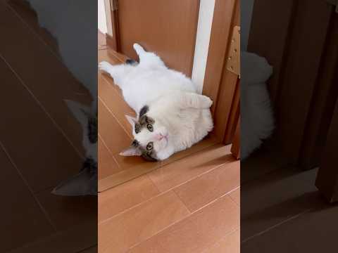 重そうなドアストッパー(YouTube)