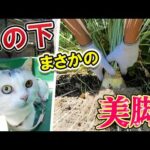 コンポストの裏でこっそり堆肥の栄養を盗み食いし続けた怪物野良大根の正体が衝撃すぎた！(YouTube)