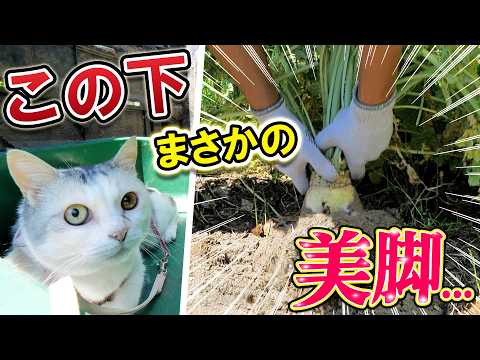 コンポストの裏でこっそり堆肥の栄養を盗み食いし続けた怪物野良大根の正体が衝撃すぎた！(YouTube)