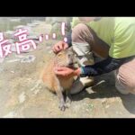 美味しすぎるおやつをもらって、その上なでなでまでしてもらい大変ご満悦な赤ちゃんカピバラ【ストロベリーキャンドル】(YouTube)