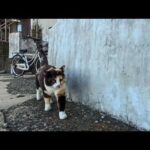 猫島の通りで向こうから歩いてきた三毛猫ちゃん、ナデナデするとゴロゴロ言って喜んでカワイイ(YouTube)