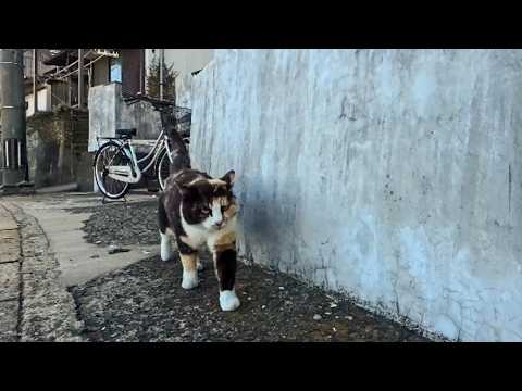 猫島の通りで向こうから歩いてきた三毛猫ちゃん、ナデナデするとゴロゴロ言って喜んでカワイイ(YouTube)