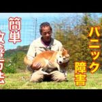 【犬のパニック障害】改善方法 その①抱っこ(YouTube)