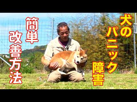 【犬のパニック障害】改善方法 その①抱っこ(YouTube)