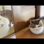 秀吉と壁一枚、急接近する猫(YouTube)