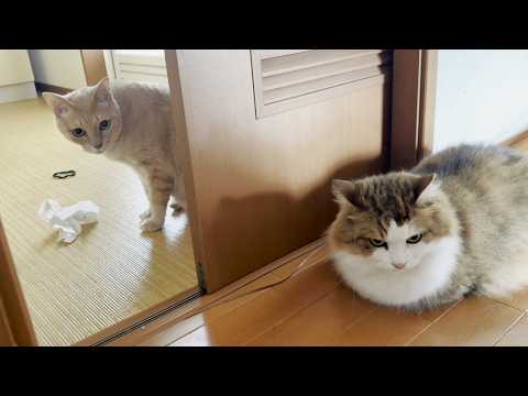 秀吉と壁一枚、急接近する猫(YouTube)