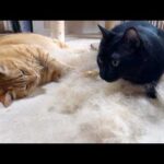 柴犬を愛してやまない猫たちはあんよから離れなくなったりお毛毛でベッドをつくったり…笑【柴犬のブラッシング】(YouTube)