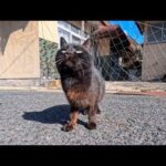 猫島の漁港近くの路地裏で出会った猫ちゃん、初対面で近づくか迷う…その一歩が可愛すぎた(YouTube)