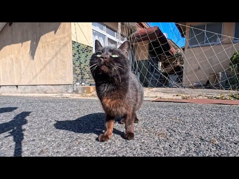猫島の漁港近くの路地裏で出会った猫ちゃん、初対面で近づくか迷う…その一歩が可愛すぎた(YouTube)