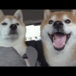 柴犬が病院に慣れすぎた結果、遂にこうなる。(YouTube)