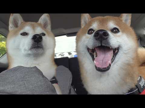柴犬が病院に慣れすぎた結果、遂にこうなる。(YouTube)