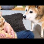 柴犬に見守られながらの恒例の爪切りタイムが平和すぎました(YouTube)