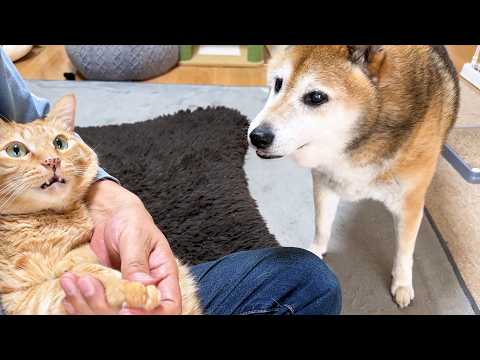 柴犬に見守られながらの恒例の爪切りタイムが平和すぎました(YouTube)