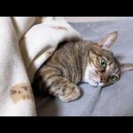今日も猫が可愛すぎて作業ができないし、夜の姿も反則級です…(YouTube)
