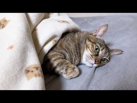 今日も猫が可愛すぎて作業ができないし、夜の姿も反則級です…(YouTube)