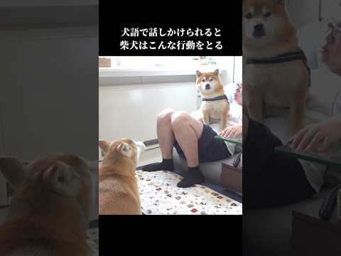 柴犬は犬語で話しかけられると、面白い態度をとってしまう #shibainu #かわいい #犬のいる暮らし(YouTube)