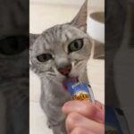 久々のおやつタイム🐱 #shorts(YouTube)