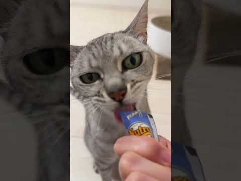 久々のおやつタイム🐱 #shorts(YouTube)
