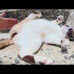 タヌキみたいな猫が階段でクネクネと転げ回って甘えてきた(YouTube)