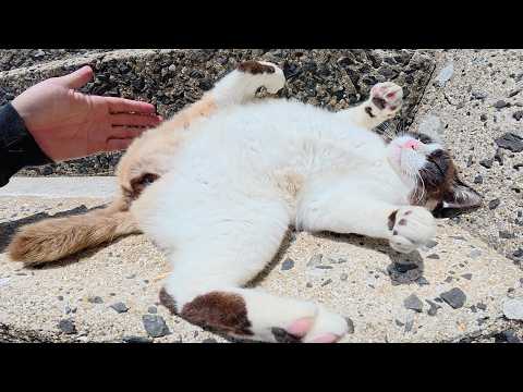 タヌキみたいな猫が階段でクネクネと転げ回って甘えてきた(YouTube)