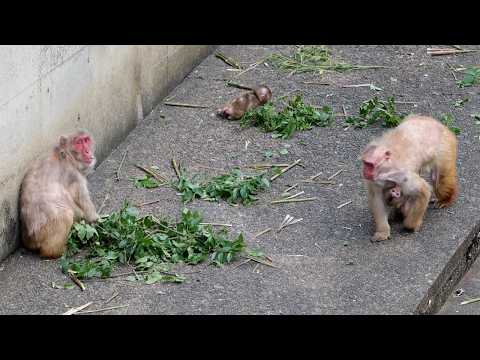 2026年4月生まれ、生後約1か月のニホンザルの子どもたち：多摩動物公園(YouTube)