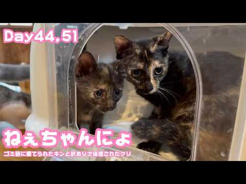 ねぇちゃんにょ  ゴミ箱に棄てられたキンと訳ありで保護されたクリ  Day44,51  2026 05 31 2(YouTube)