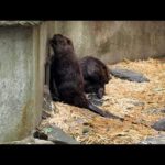 ラジオ的な動物園ライブ…？(YouTube)