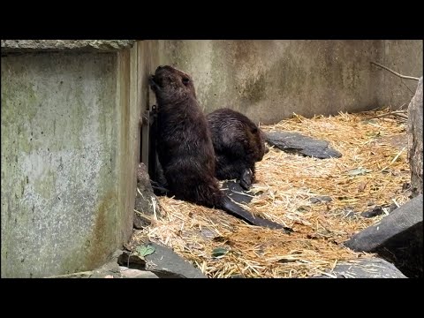 ラジオ的な動物園ライブ…？(YouTube)