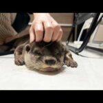 カワウソしゃもじが何度ハーネスを付けても脱走するから新しいのを買った(YouTube)